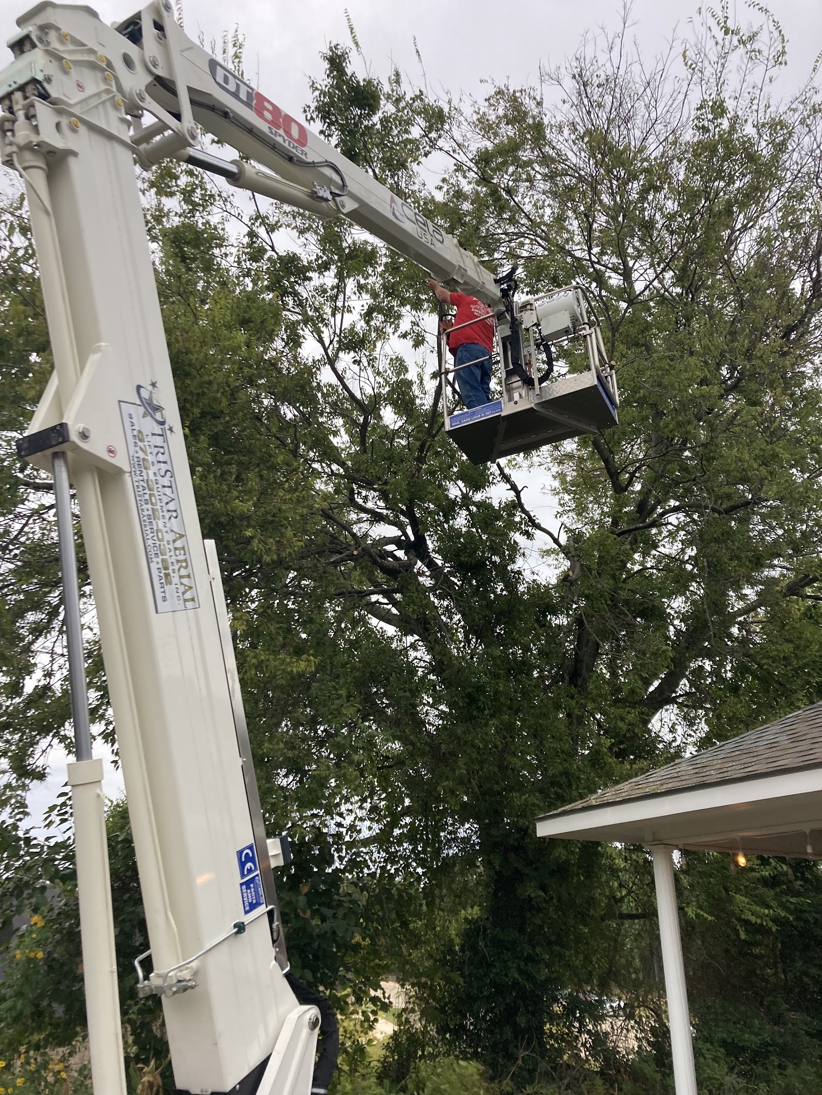 D & L Tree Services at work