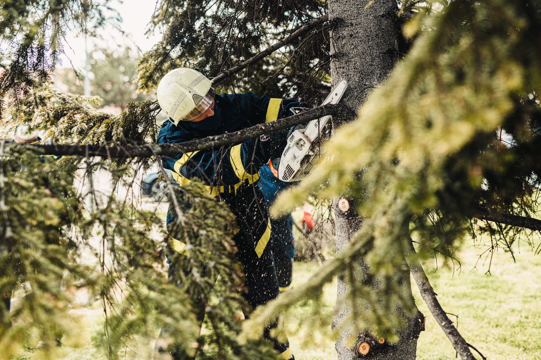 Tree Removal — D & L Tree Services