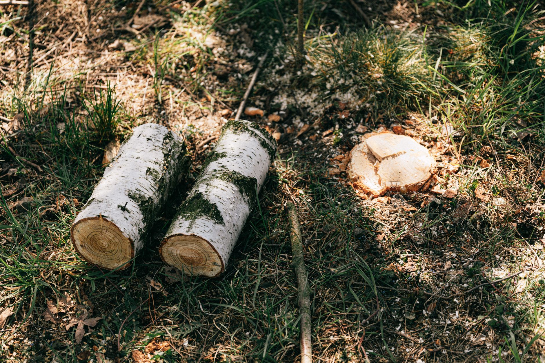 Storm Cleanup — D & L Tree Services