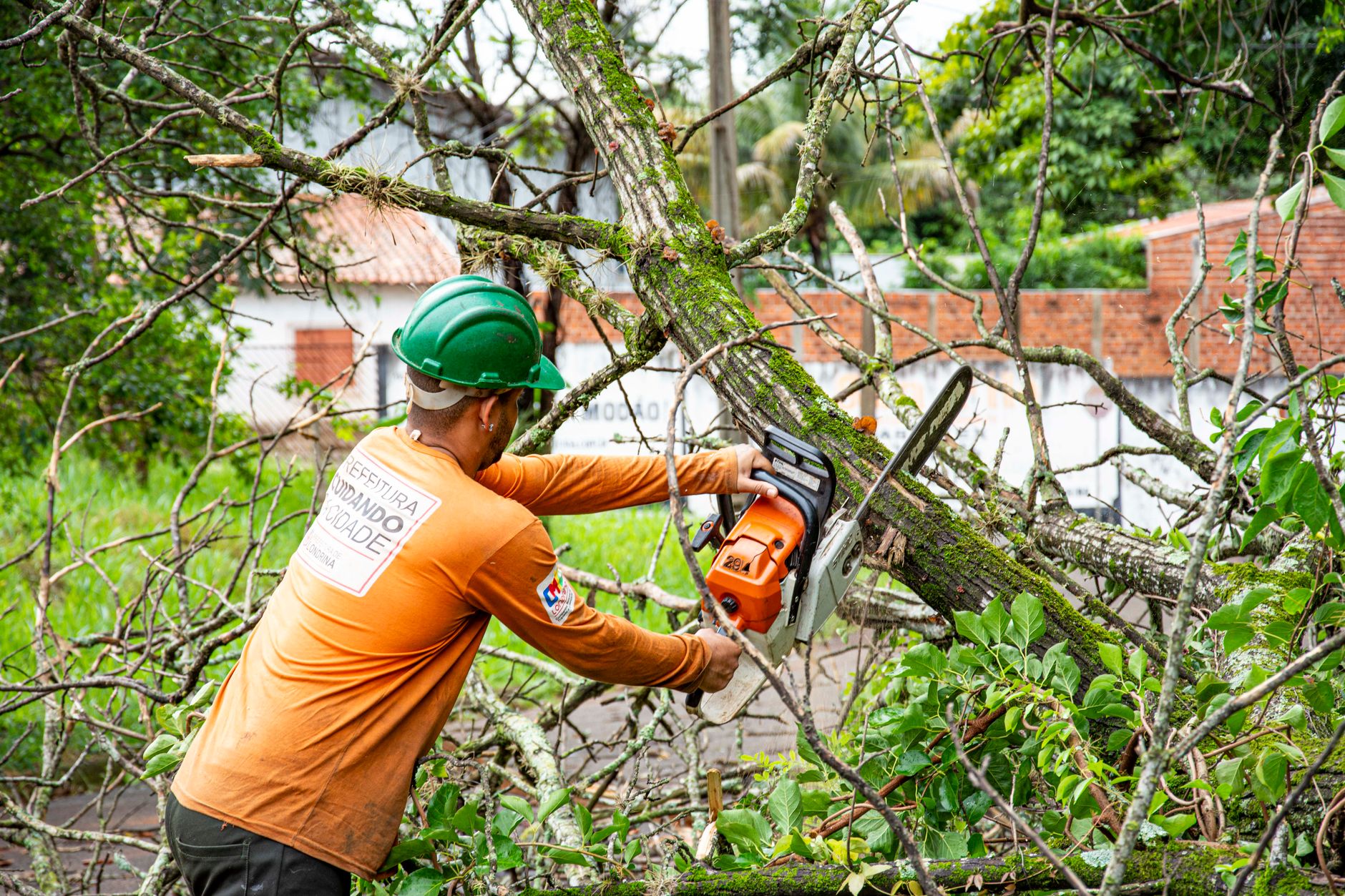 Deadwood Pruning – Marion